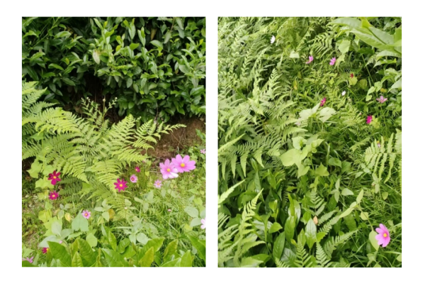 丰富的伴生植物系统