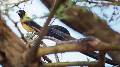 杂乱环境中AI智能识别可快速识别并对焦于目标主体